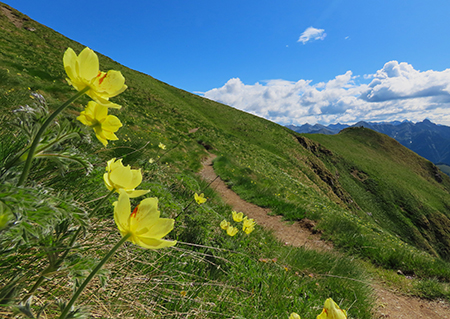 Laghi di Ponteranica dai Piani dell’Avaro con splendide fioriture – 1giu26  - FOTOGALLERY